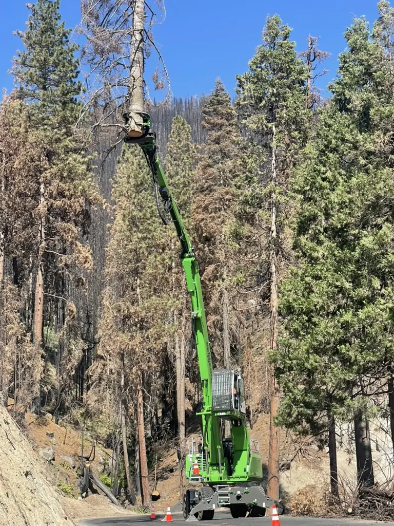 Extended green tree handler reaching a roadside tree