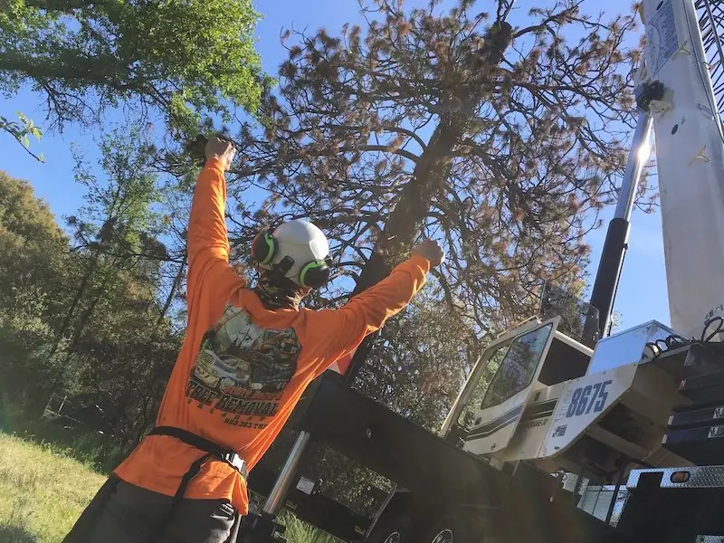 AAA tree care in the field
