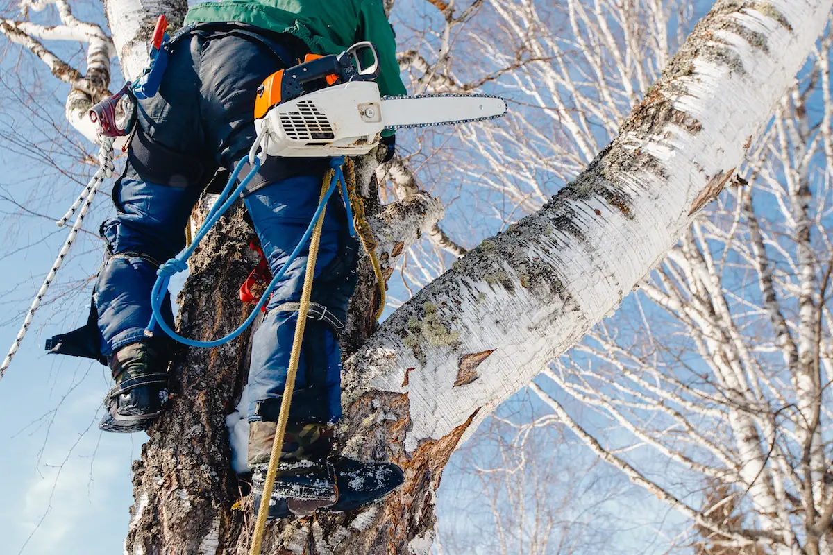 Arborist cutting a tree trunk