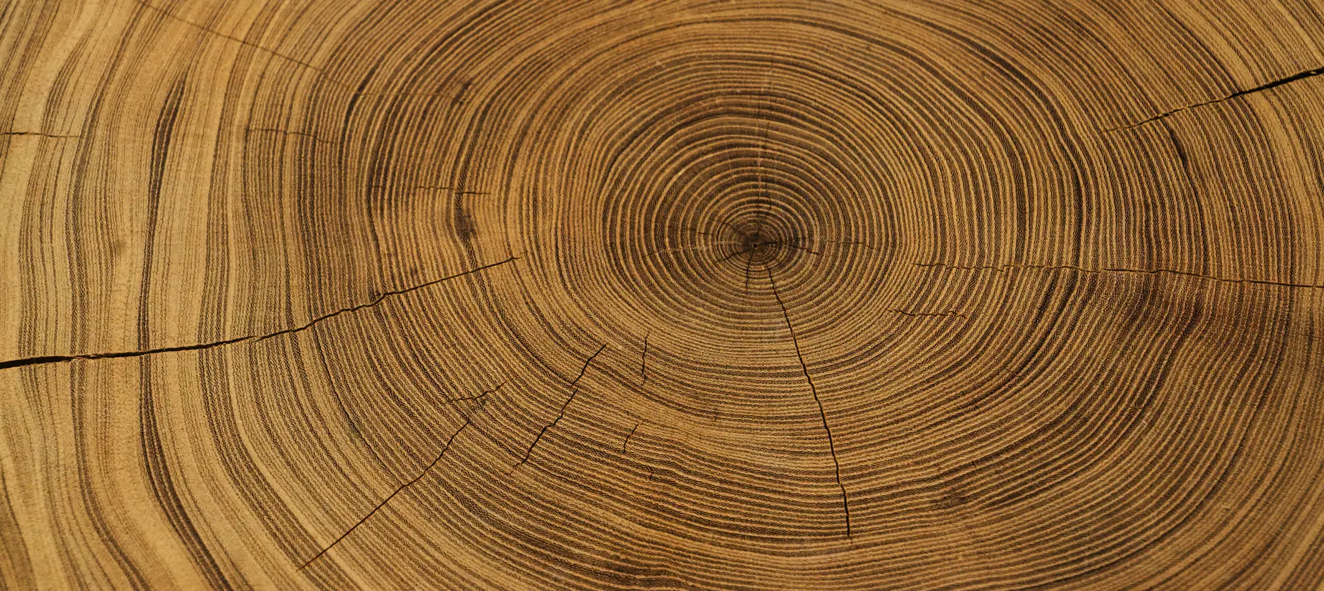 Tree growth rings in a cross section