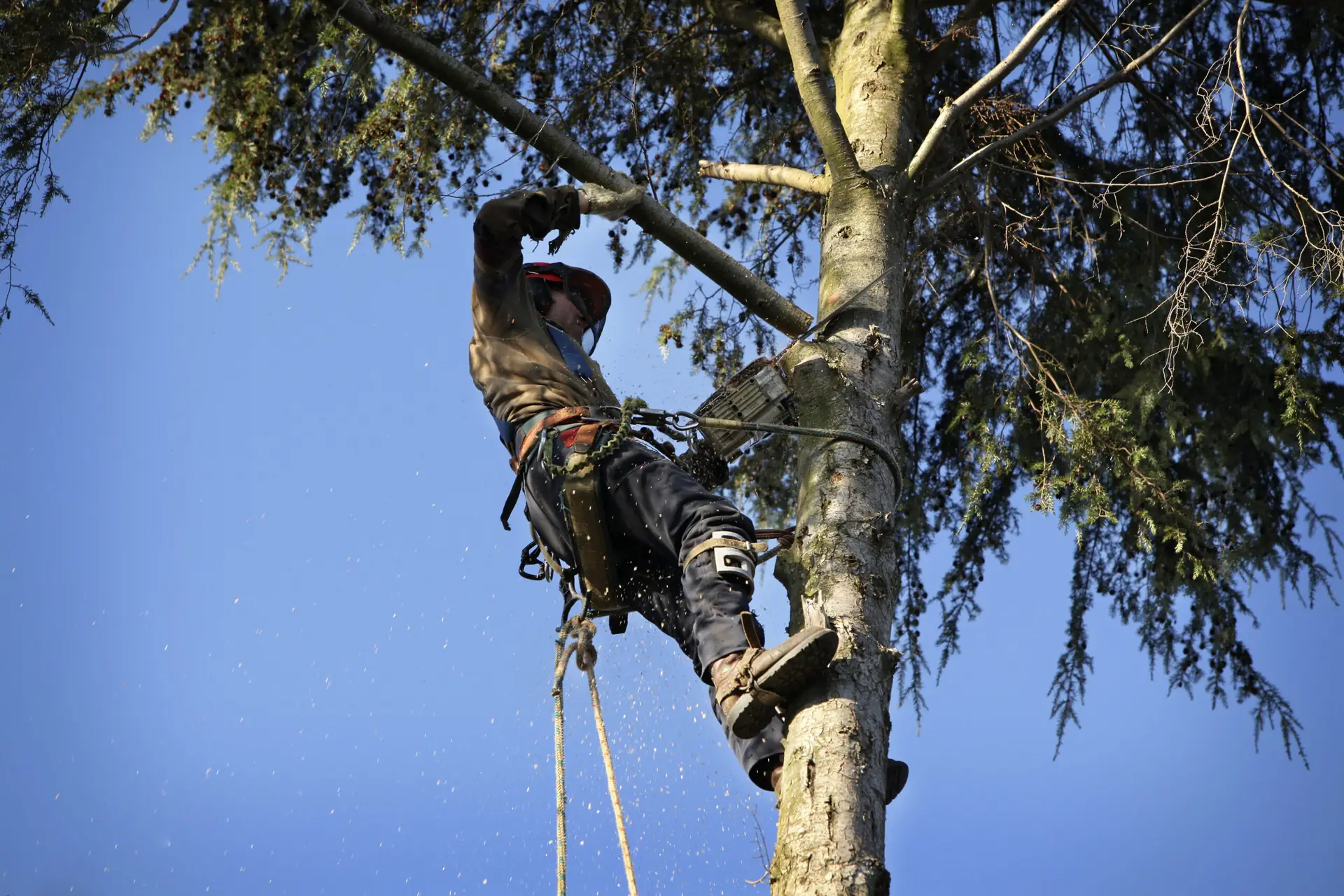 Arborist working in a tree