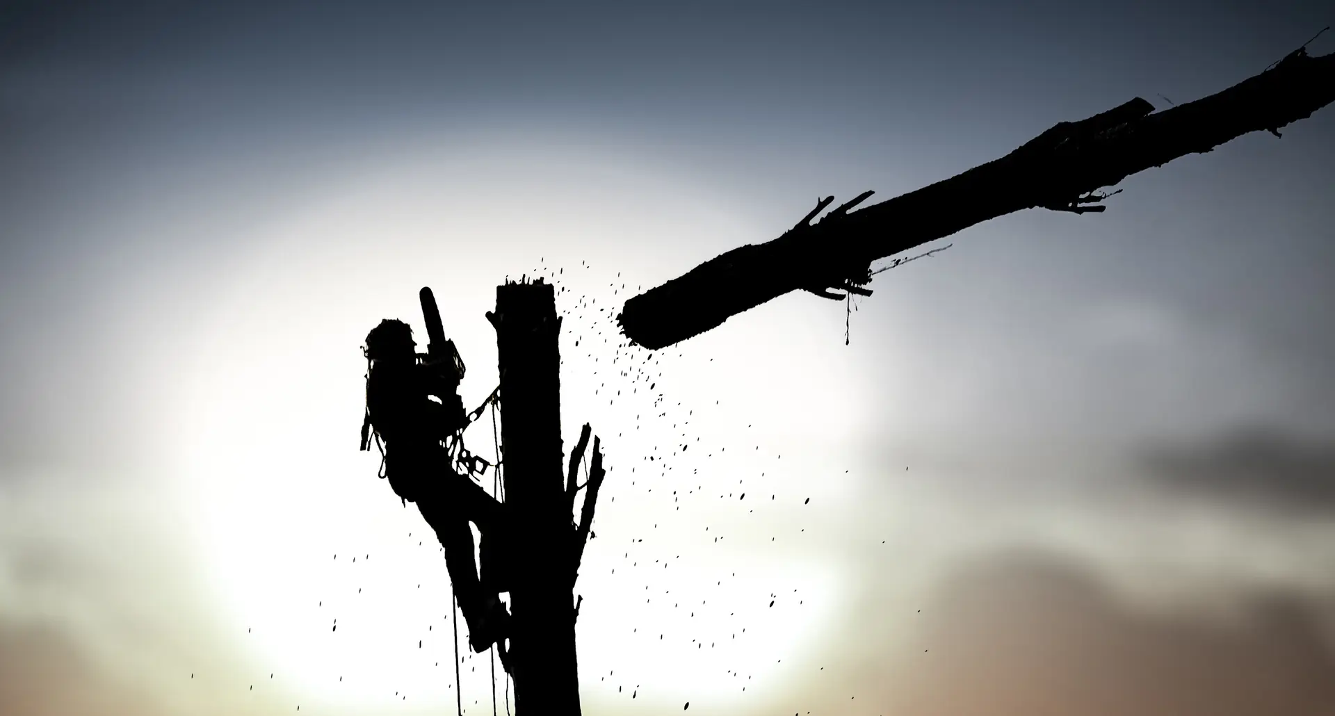 Tree pruning silhouetted against the sun