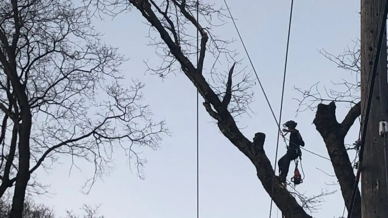 Utility Tree Work